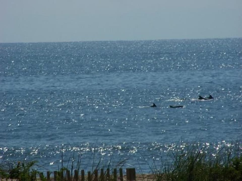 Dolphins love Ocean City!