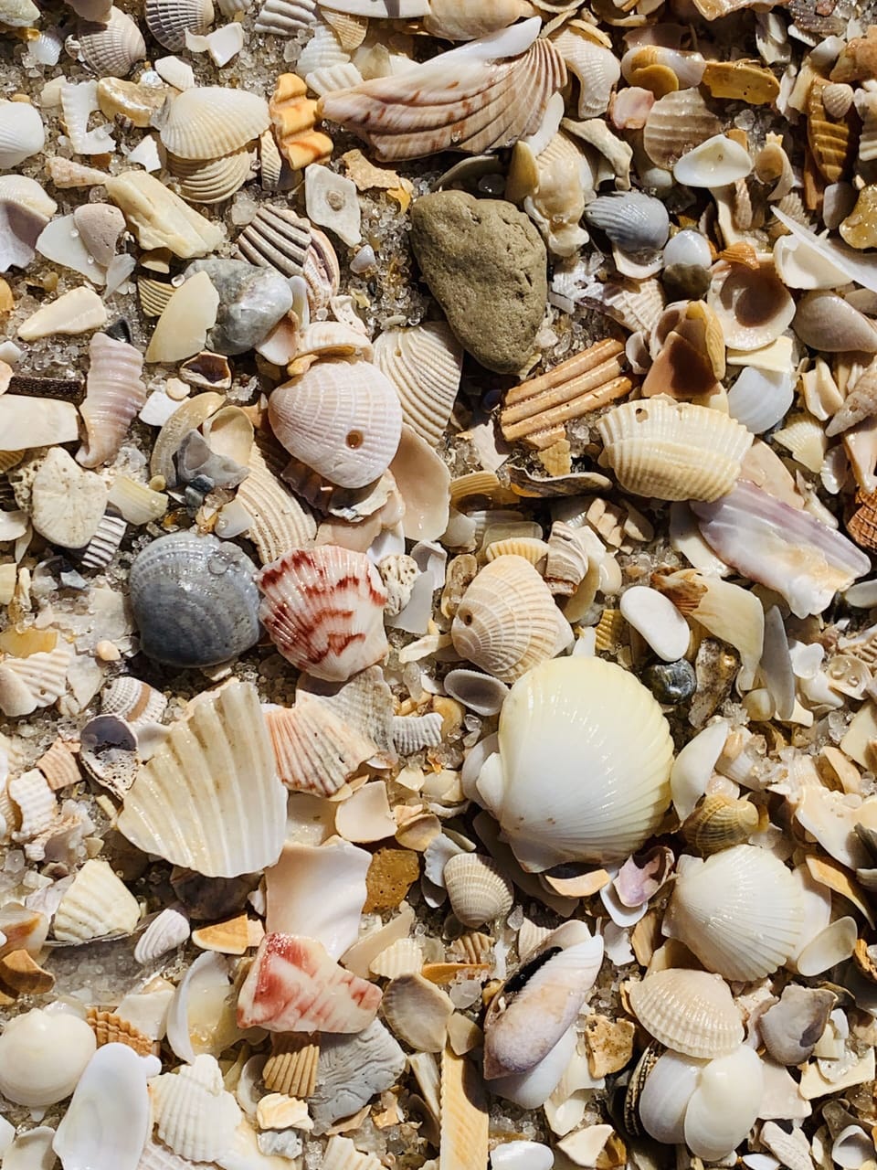 pick beautiful shells along the beach