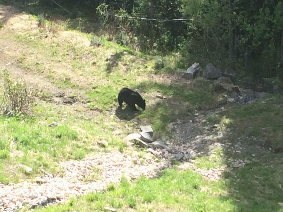 Bears are often seen around the property! This one is on below back slope. 
