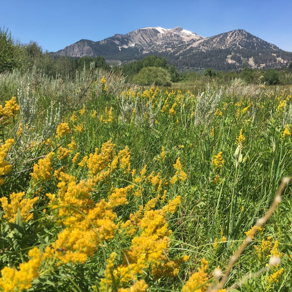 the beautiful wildflowers in the meadow out back- photo taken by a recent guest!