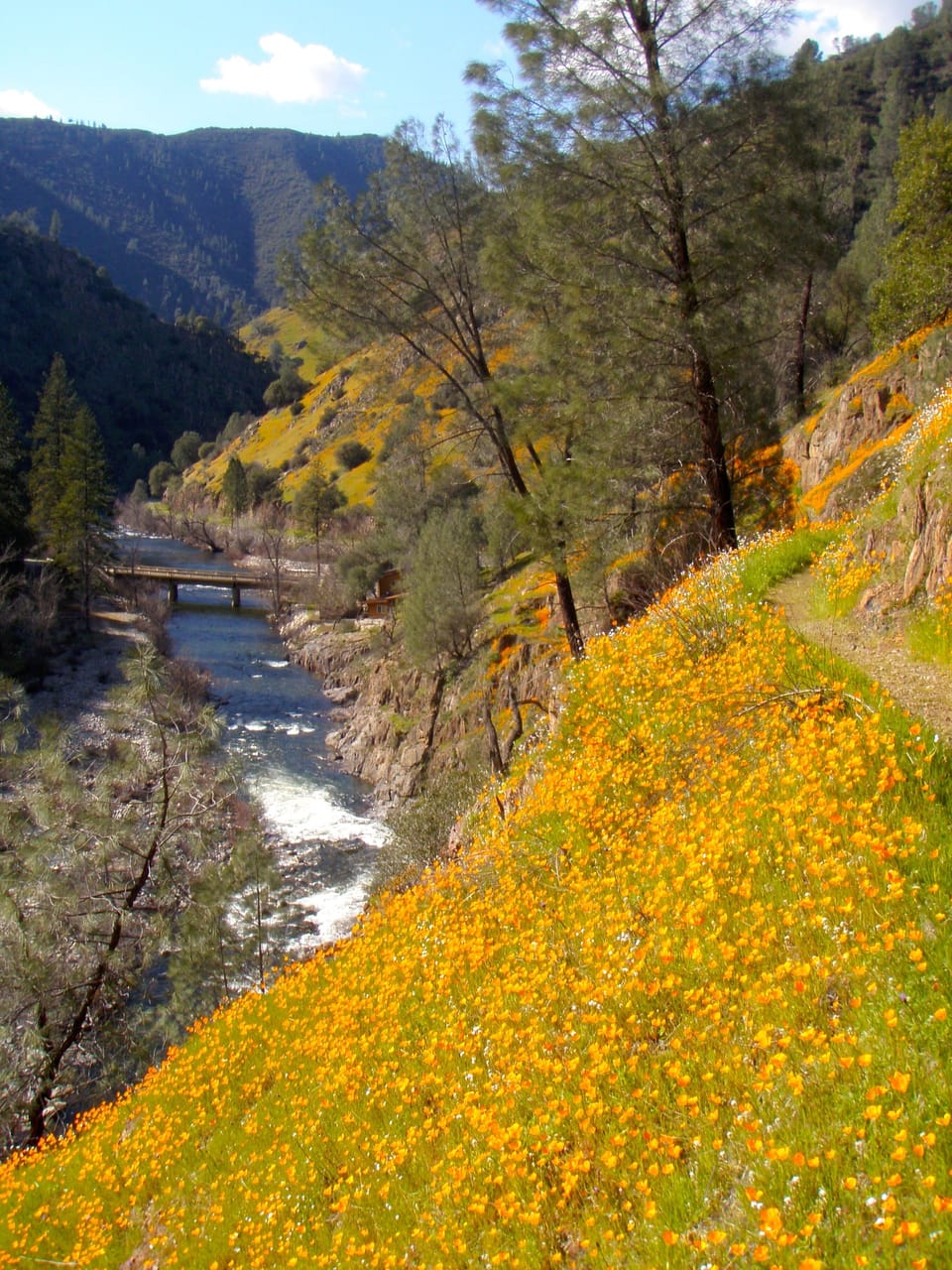 February-May, enjoy spring wildflower hikes throughout the Merced River Canyon