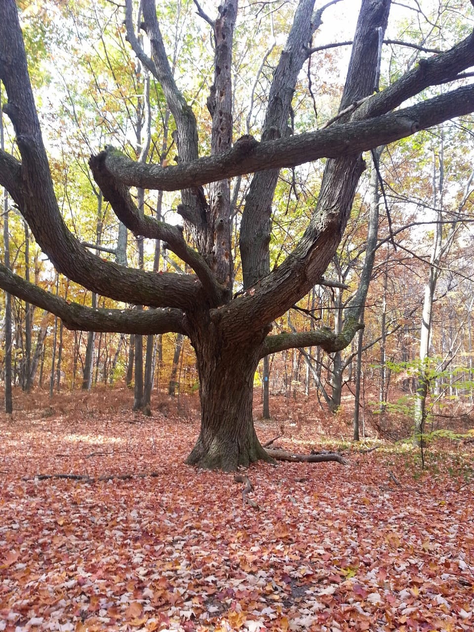 Houdek Dunes trail in area - Maple Tree
