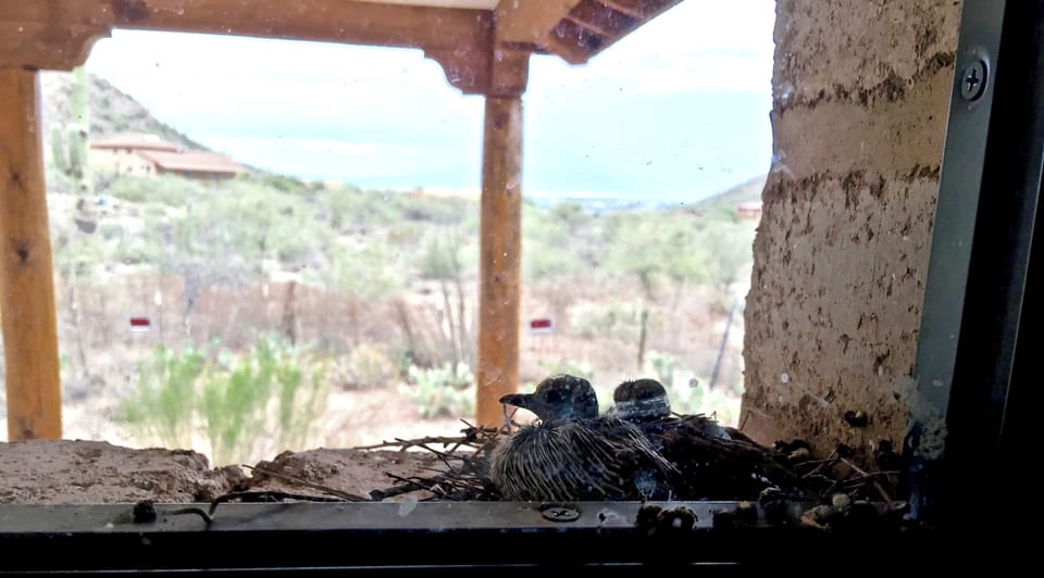 The 16" thick window sills make great nests. A lucky guest saw these Doves hatch