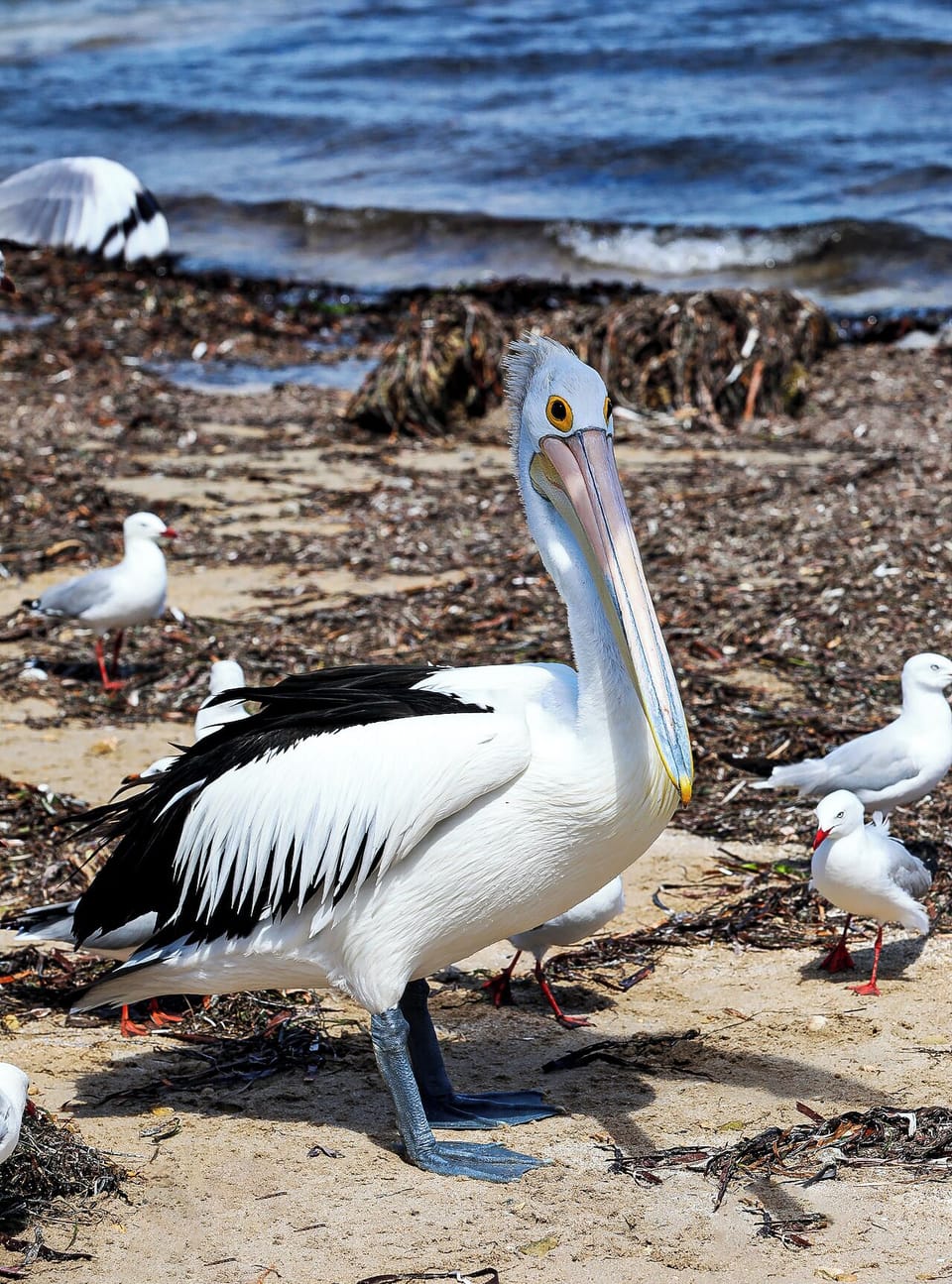 Our friendly pelicans