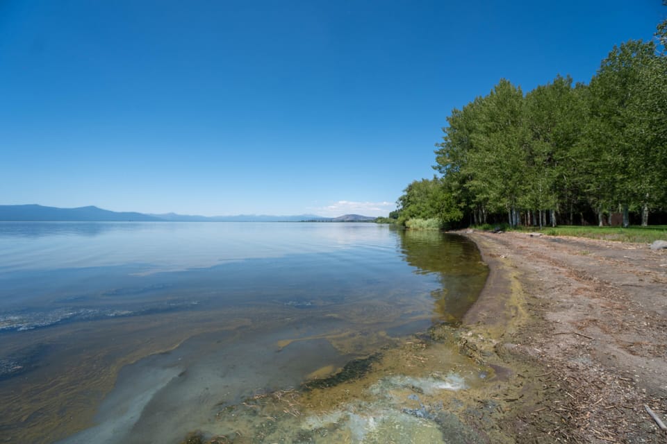 Agency Lake, known to have algae. Safe to swim, but can be yucky at times