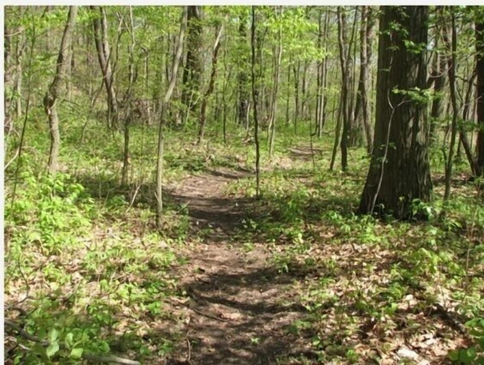 Path through woods to beach.