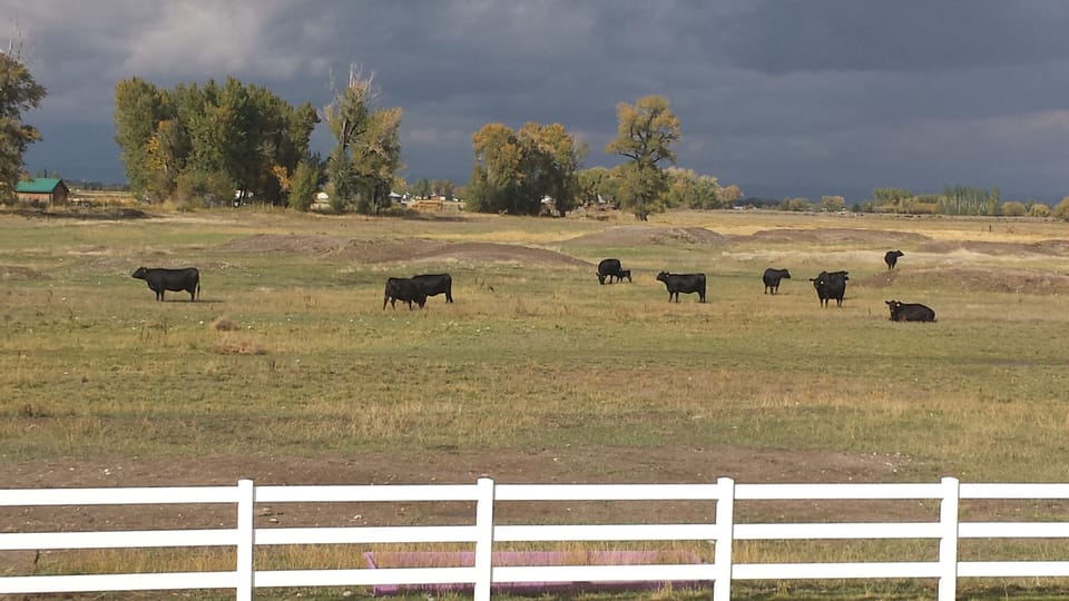 North view with cows in pasture