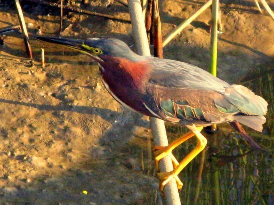 Like birding?  They come to you!