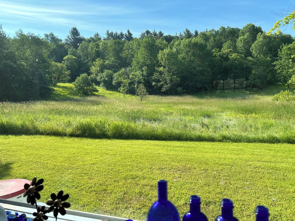 View from our kitchen window in the summer