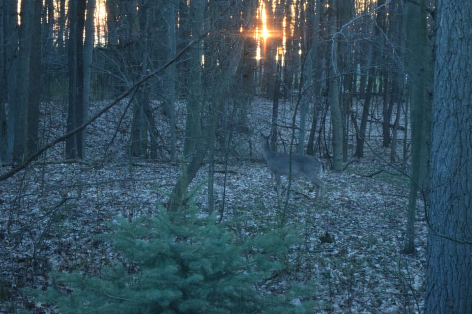 Sunsets so peaceful, the deer stop for a look. Views of the lake in the winter. 