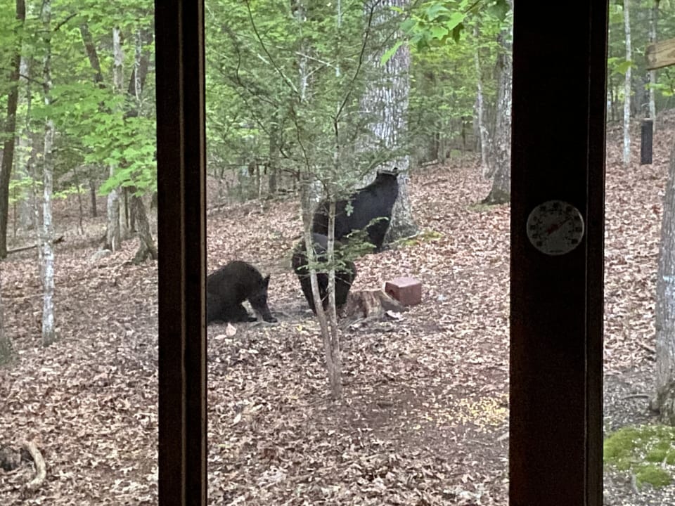 Rare but fun to see when then stroll by.  Bears.   Do not feed.  