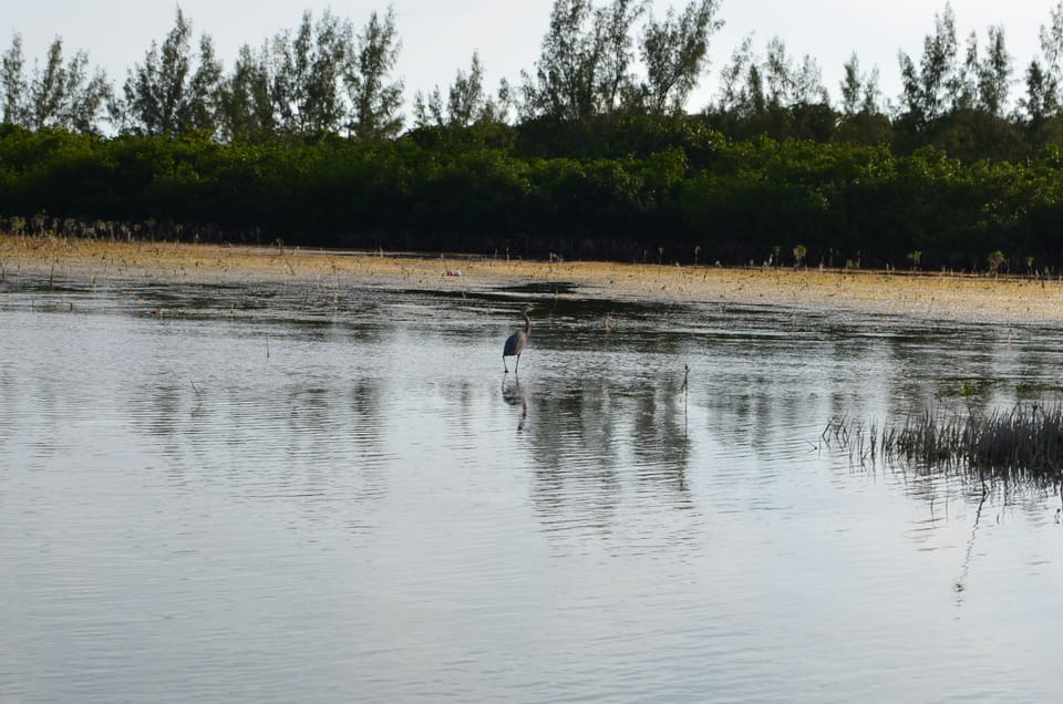 Bird watcher's paradise.