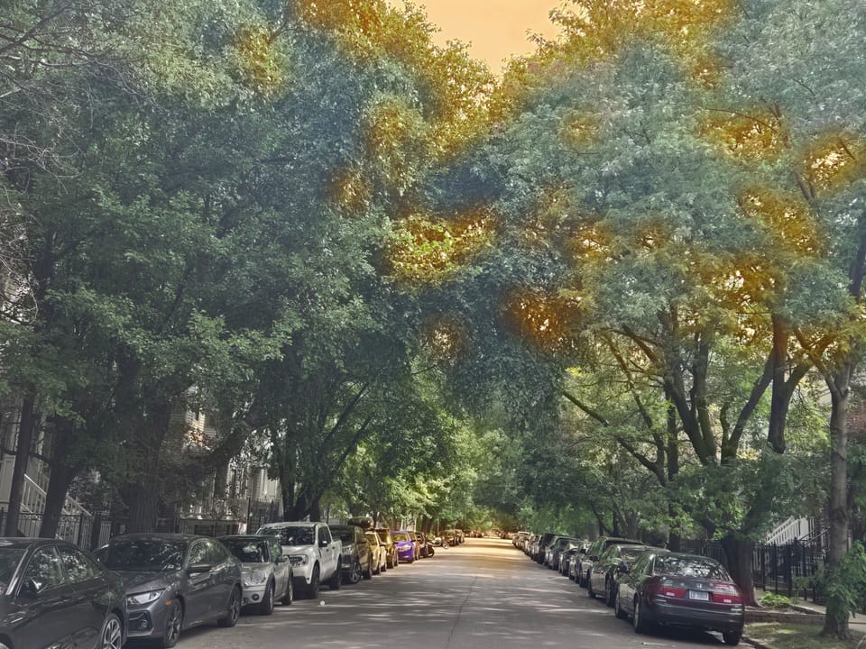 Tree lined streets