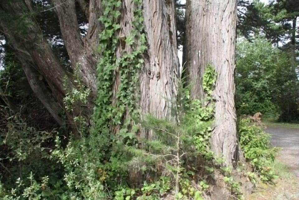 Cypress Trees