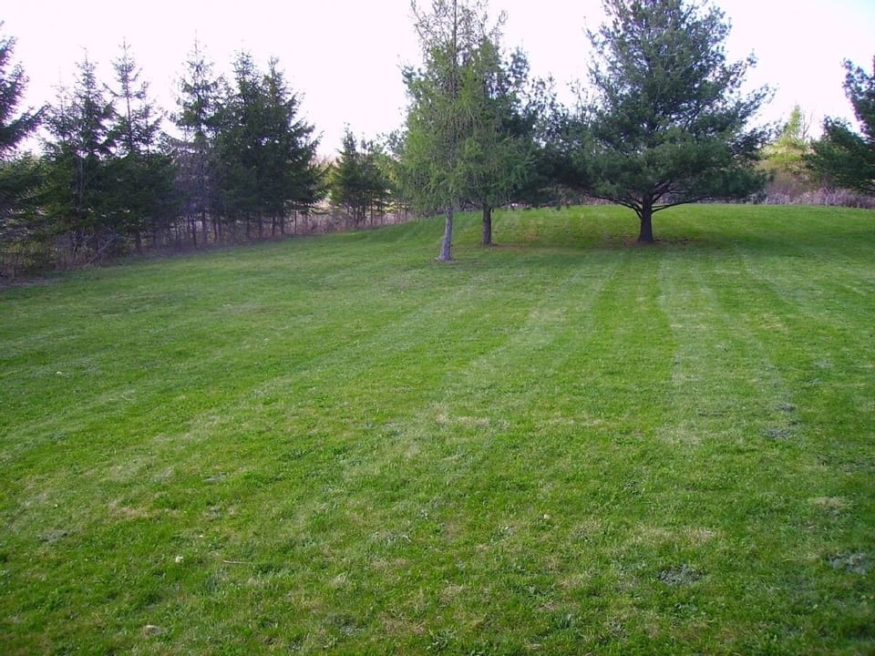 back yard