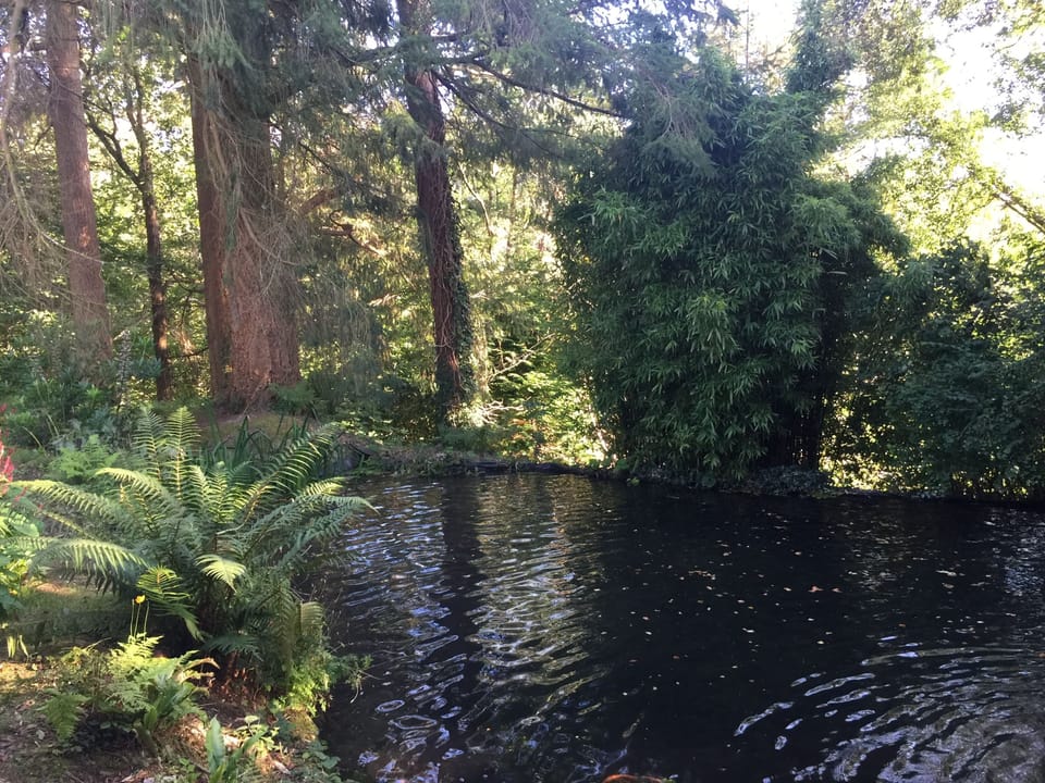 Pond