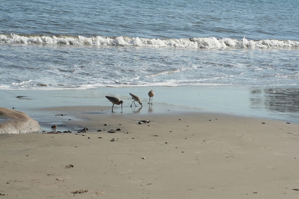 Birds on the shoreline in front of your rental