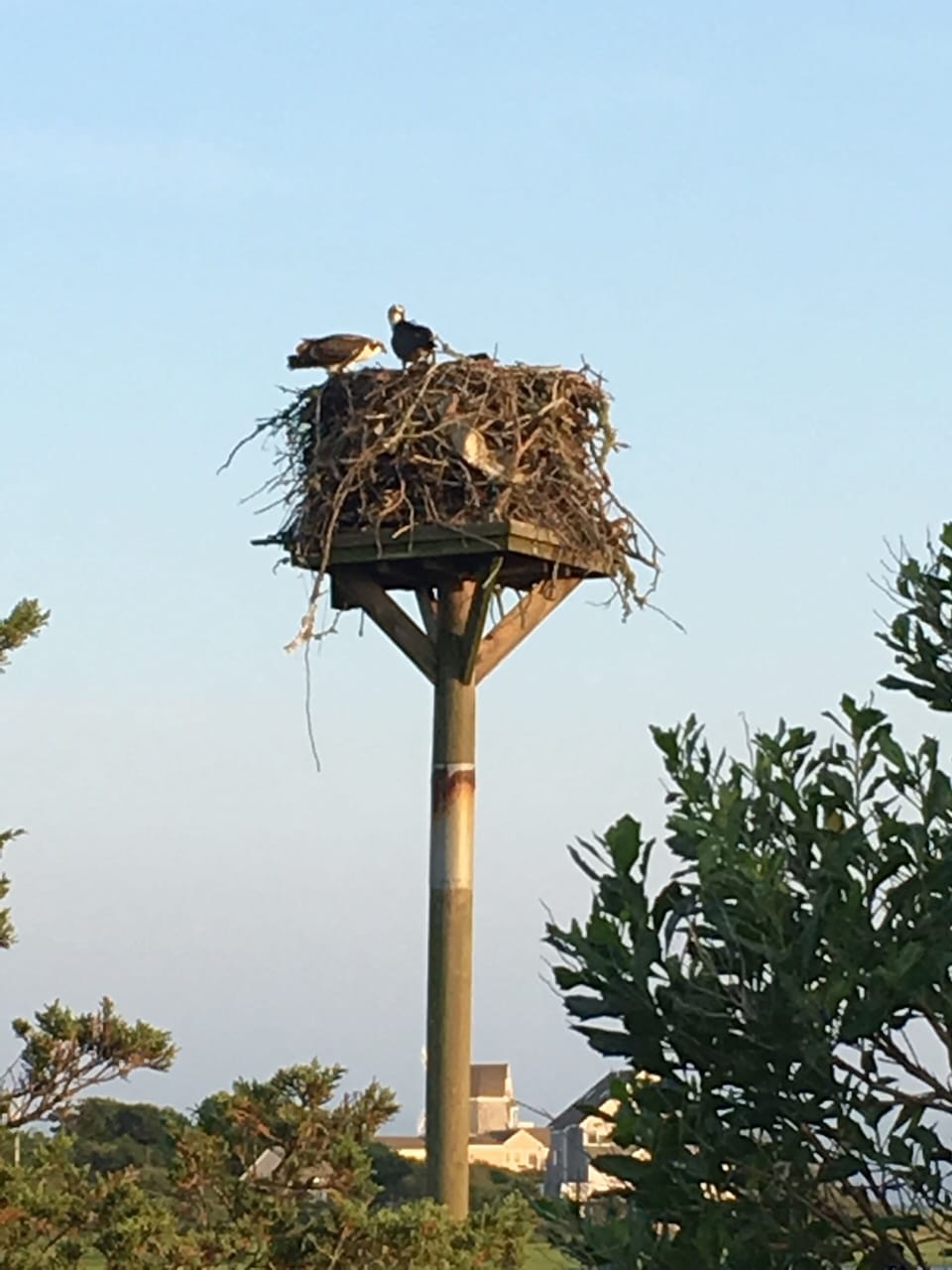 Osprey guarding their babies,  bring your binoculars for birdwatching