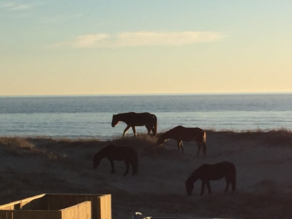 view of wild horses in dunes outside master top floor