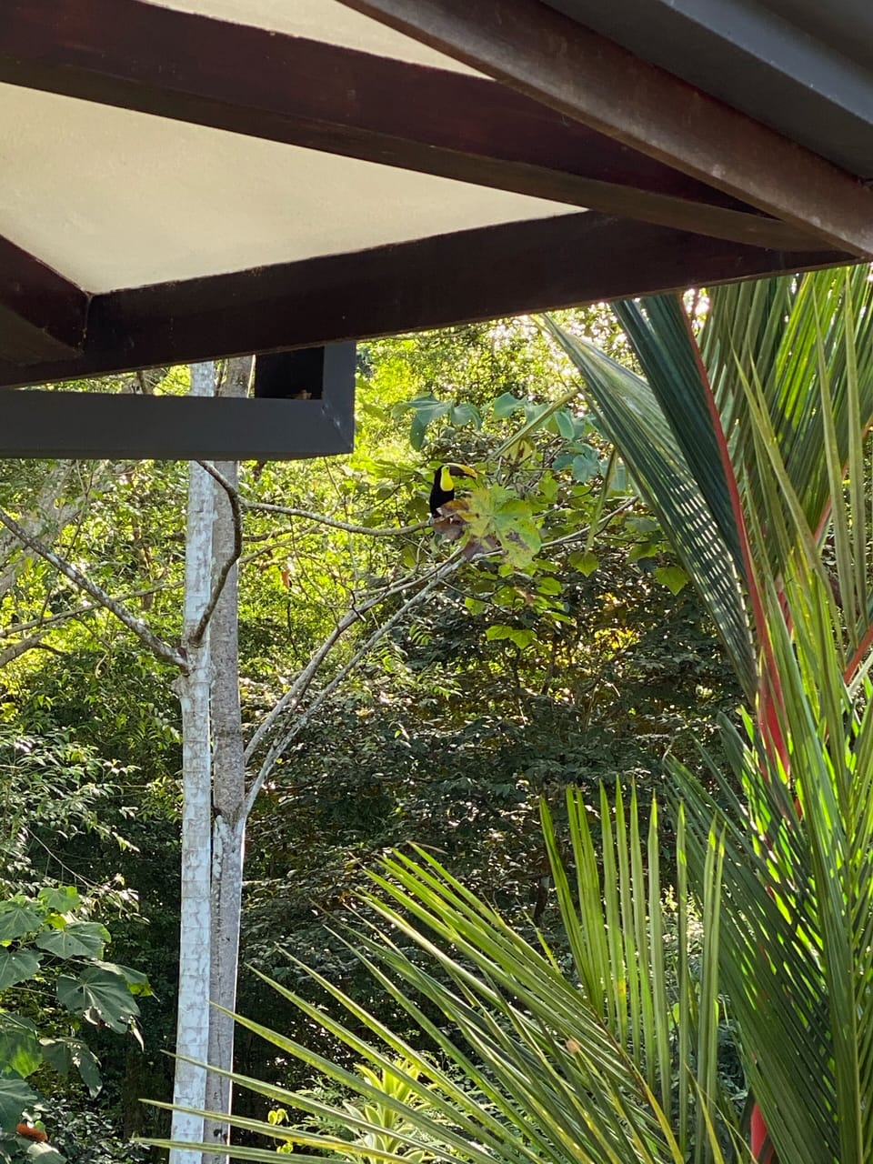 Come hang with the Toucans!