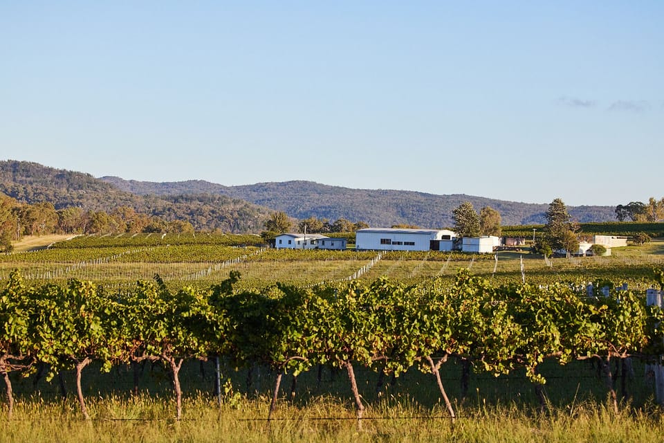 Vineyards Across the Road 