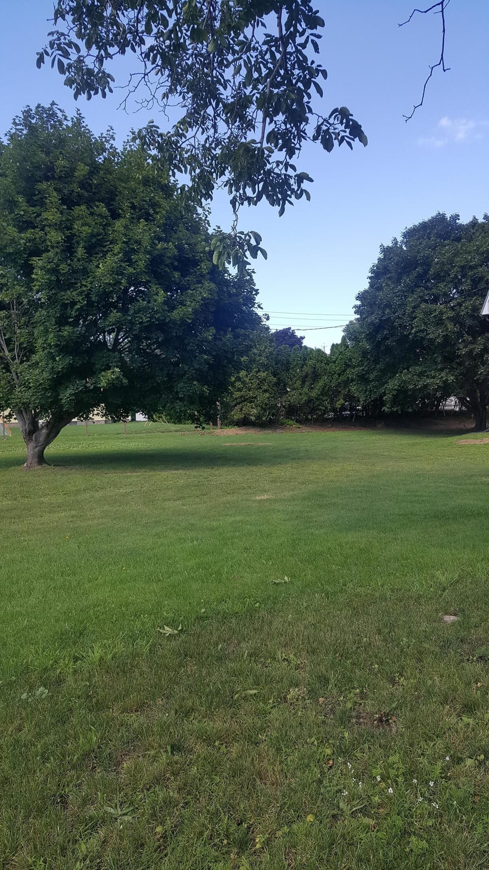 Back yard