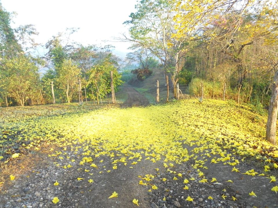 The Cortez Amarillo blooms after rain creating a yellow welcome mat of flowers