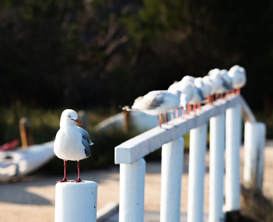 Jetty birds