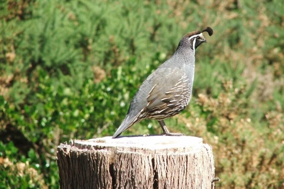 A local resident!