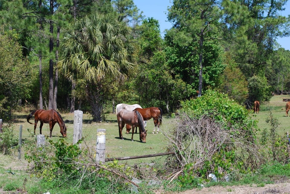 The farmers field is about 50 feet from our backyard. 