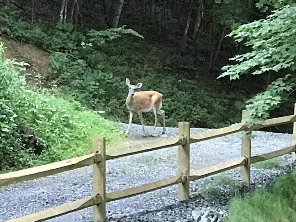 Deer in driveway