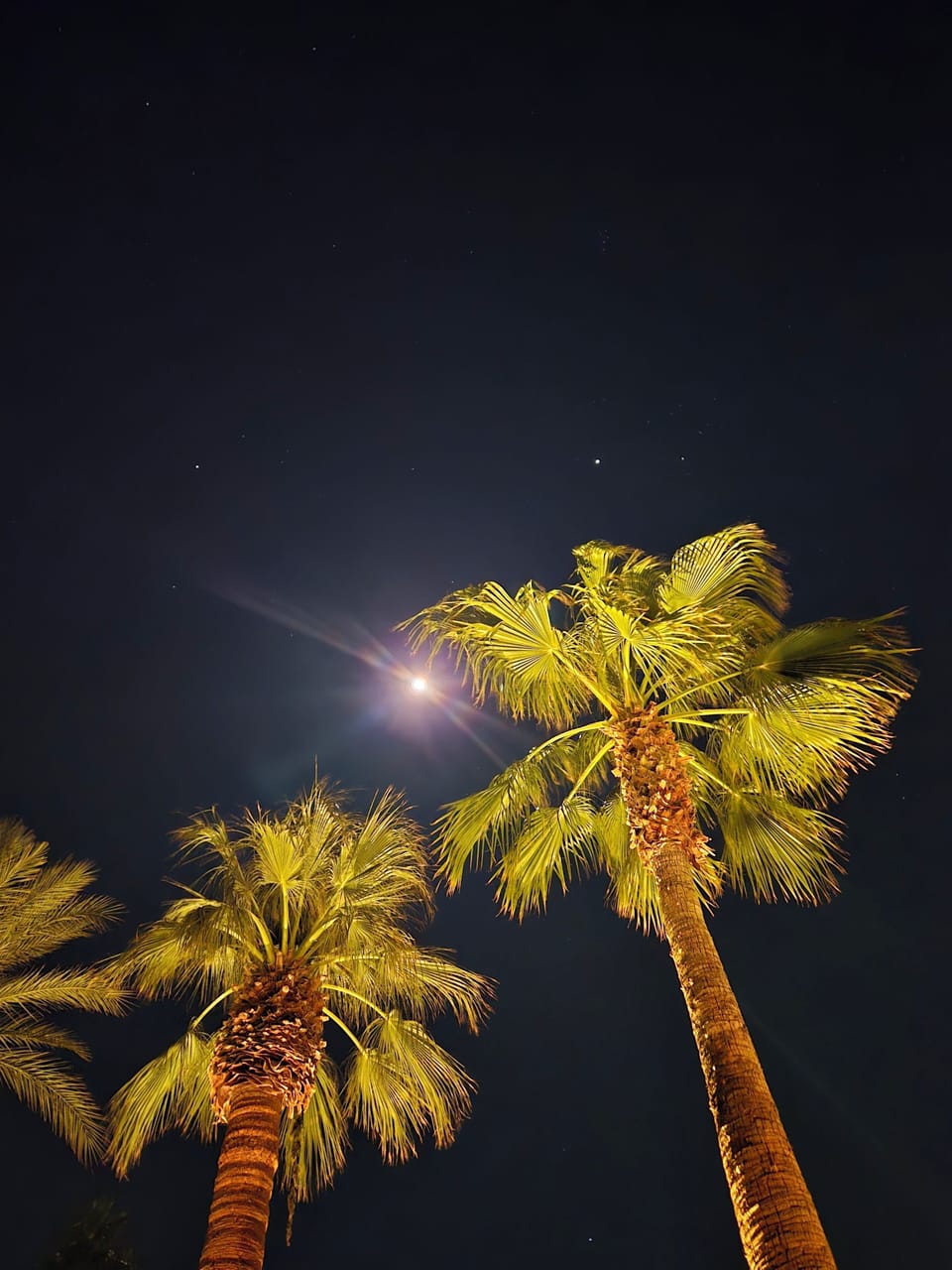 Queen Palms against and the desert moon