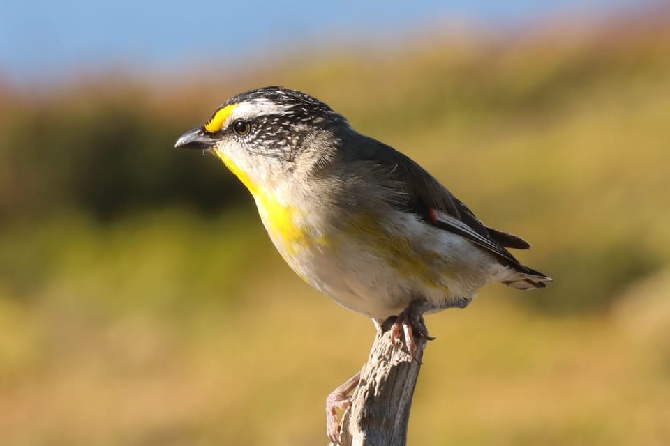 Striated pardalote atop driftwood stick. Prevalent in spring & summer (Mar21).