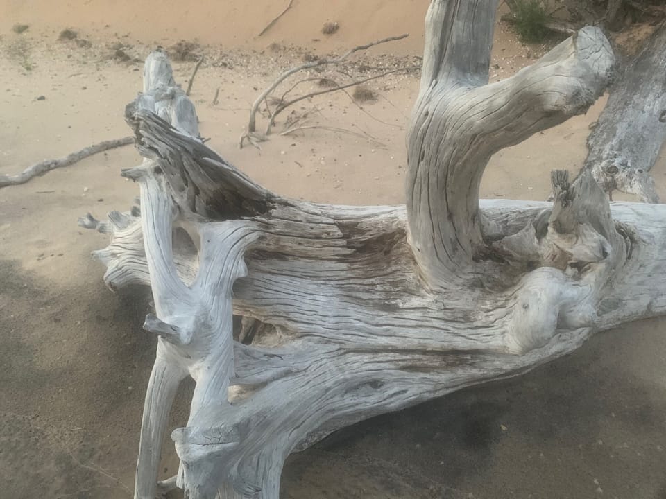 One of many driftwood pieces along the shore