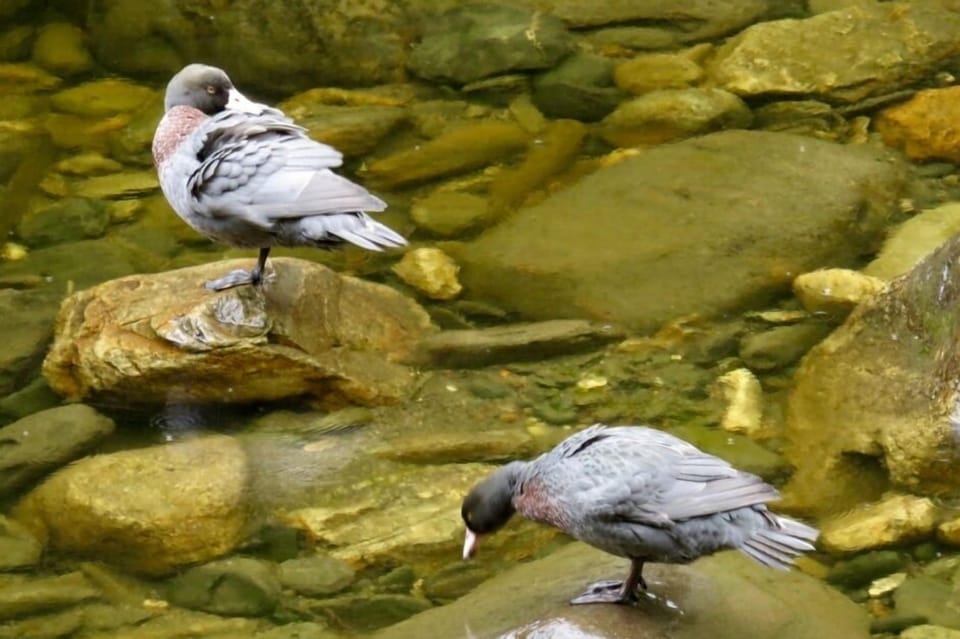 elusive blue ducks