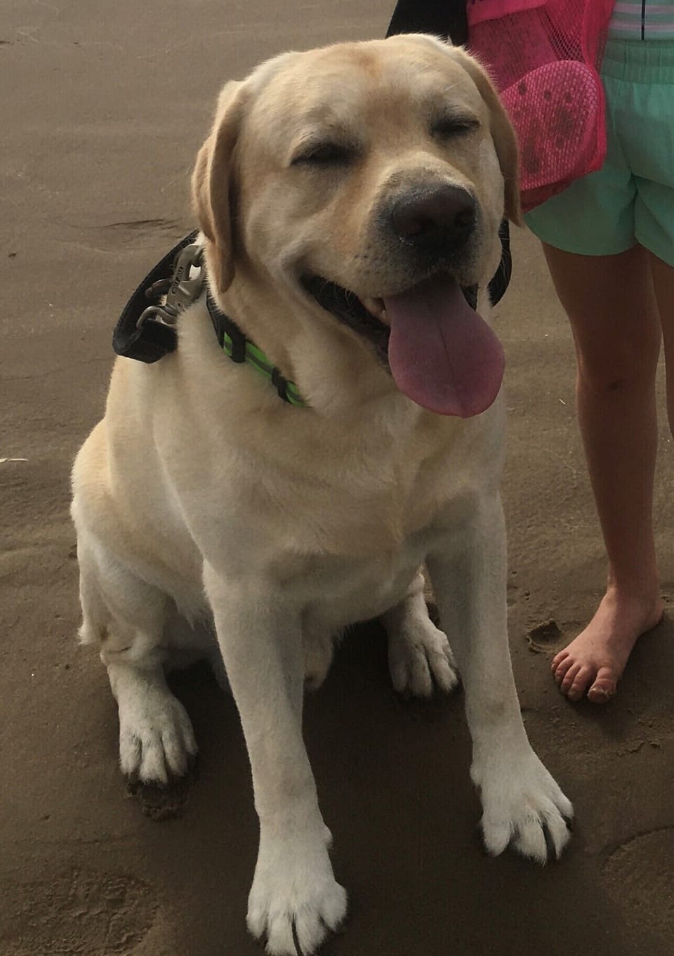 Well-behaved dogs are welcome w/extra pet fee. Sorry, no cats. We're allergic.