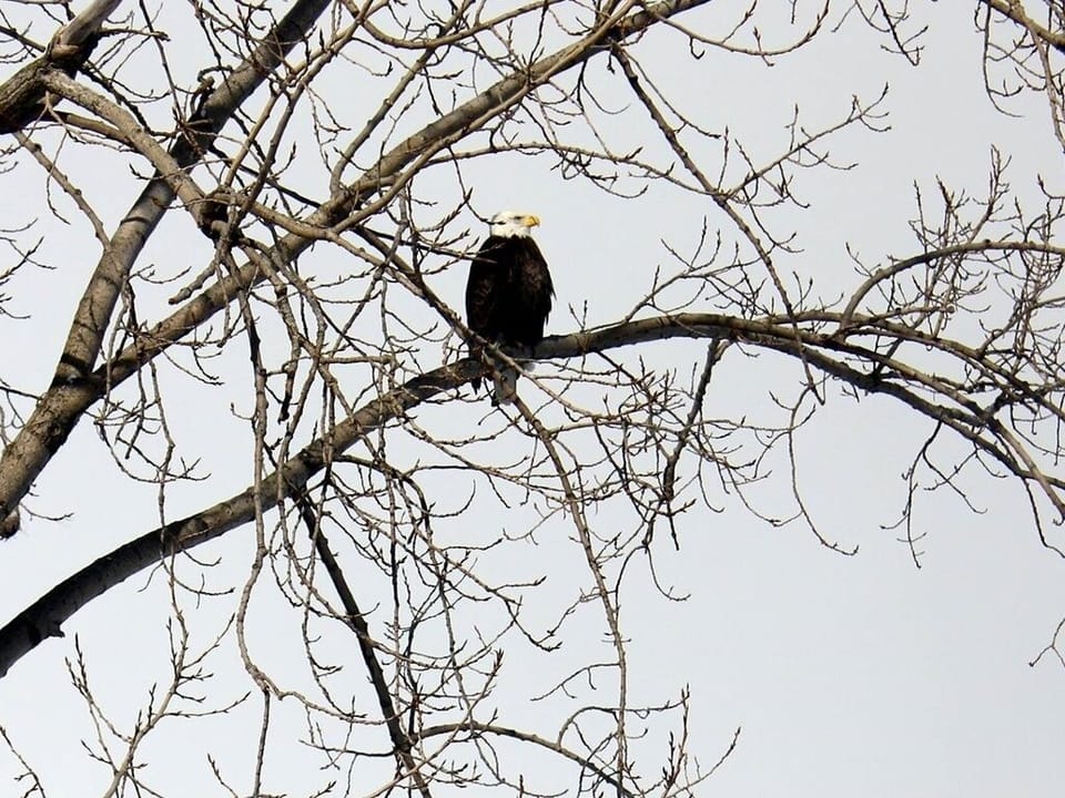 Eagle on tree next to house