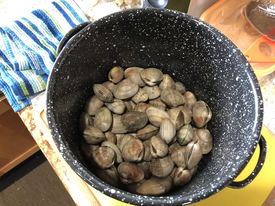 A tasty limit of steamer clams caught up the road at Dosewallips State Park.