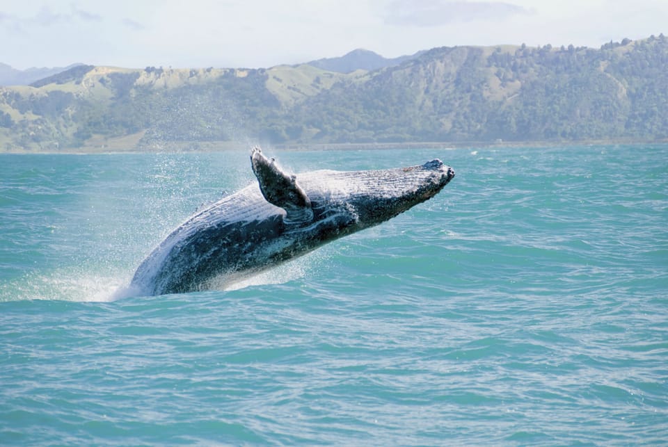 Winter Months Bring Migrating Whales  to Kealakekua Bay