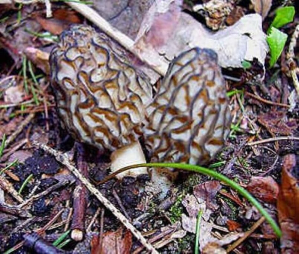 Mushroom Hunt on Thousands of Acres in the Manistee Forest