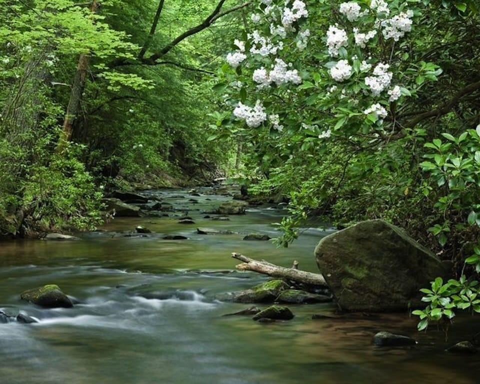 Hiking trail line stream just out the back door