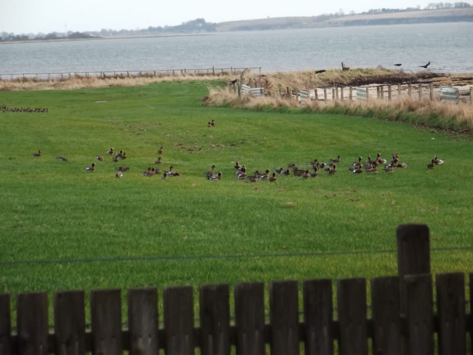 Wigeon feeding in Field by Cottage, January 2017