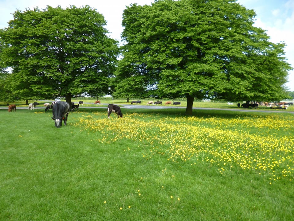 Beverley Westwood