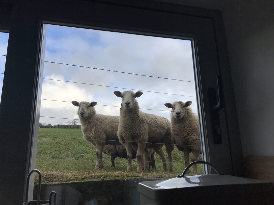 Nosey neighbours 