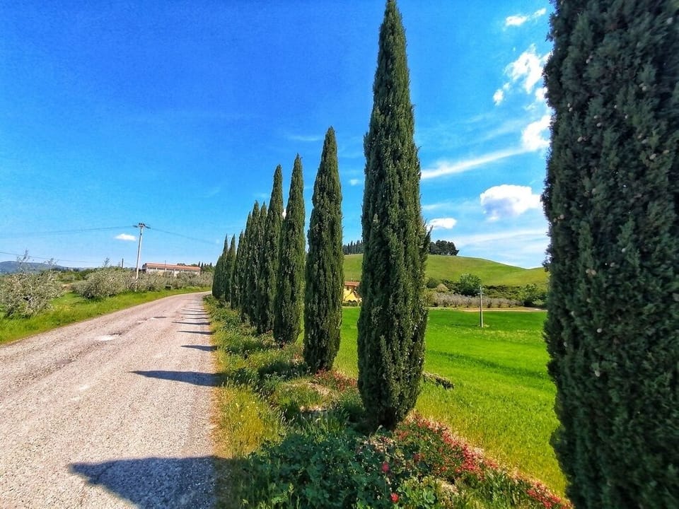 The cypressus along the street