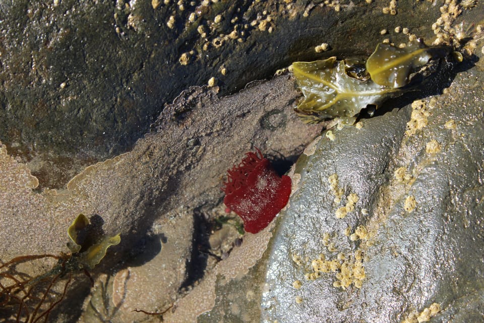 an anemone in a rockpool