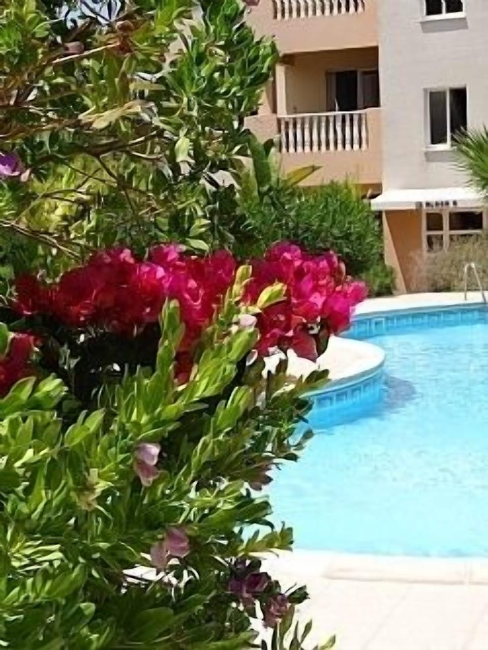 The pool and garden