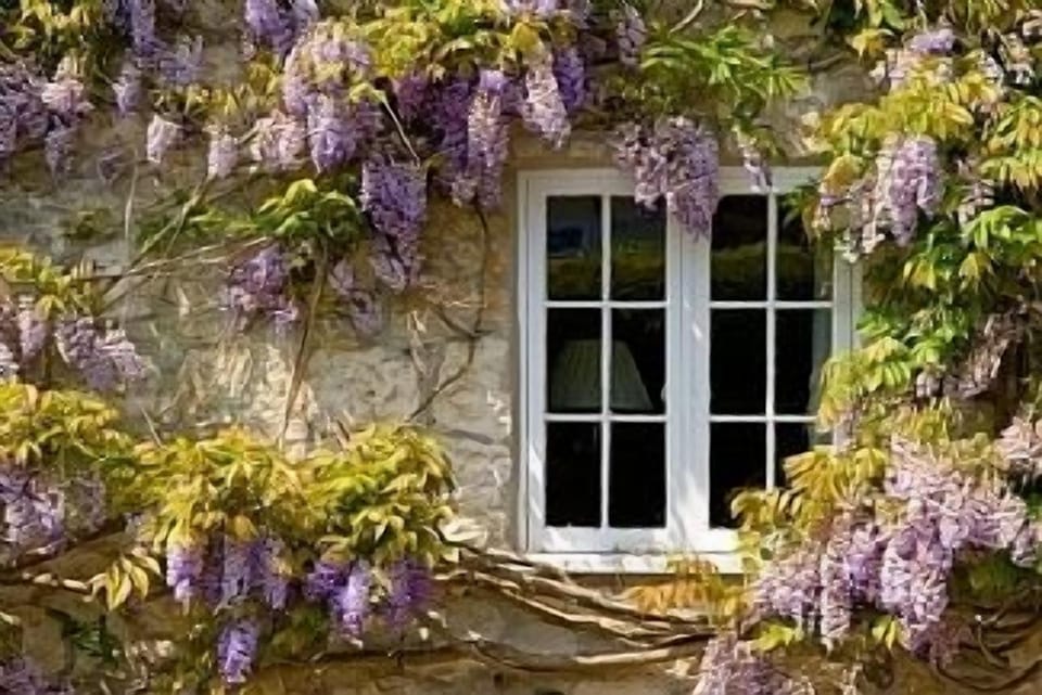 Wisteria