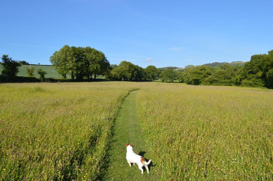 Meadow 
