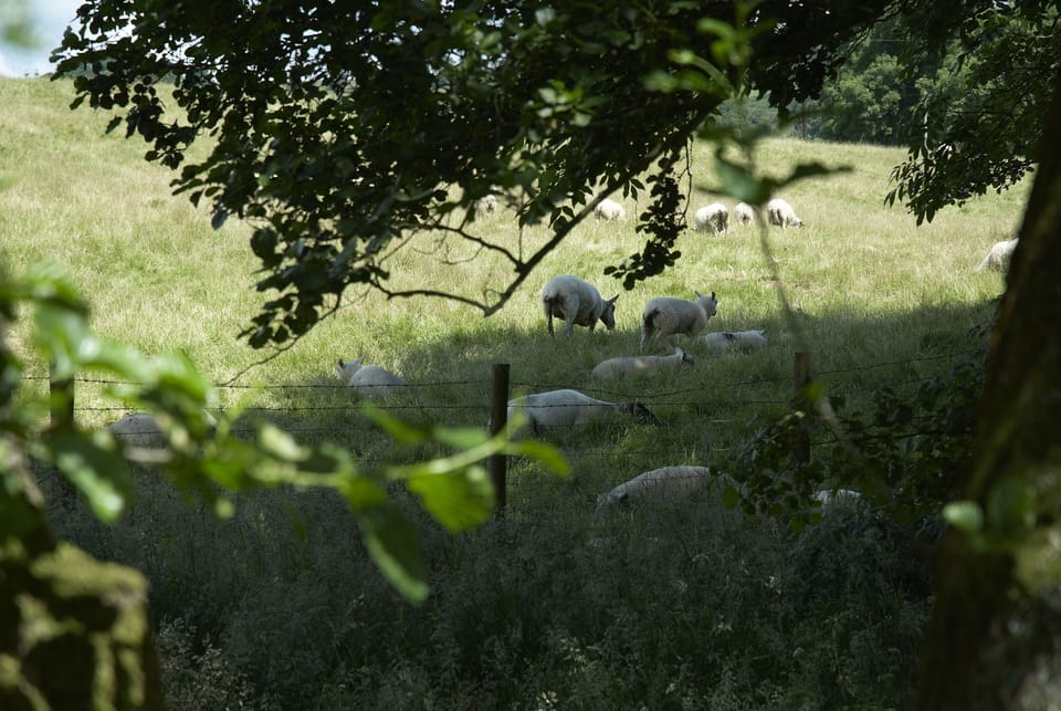 Alder Barn View